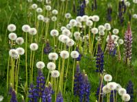 Lupinen und Pusteblumen - Vesterålen